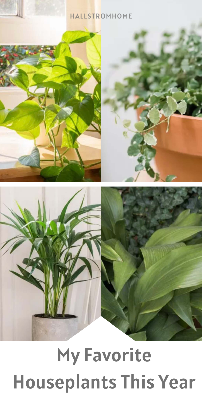 My Favorite Houseplants This Year – Hallstrom Home